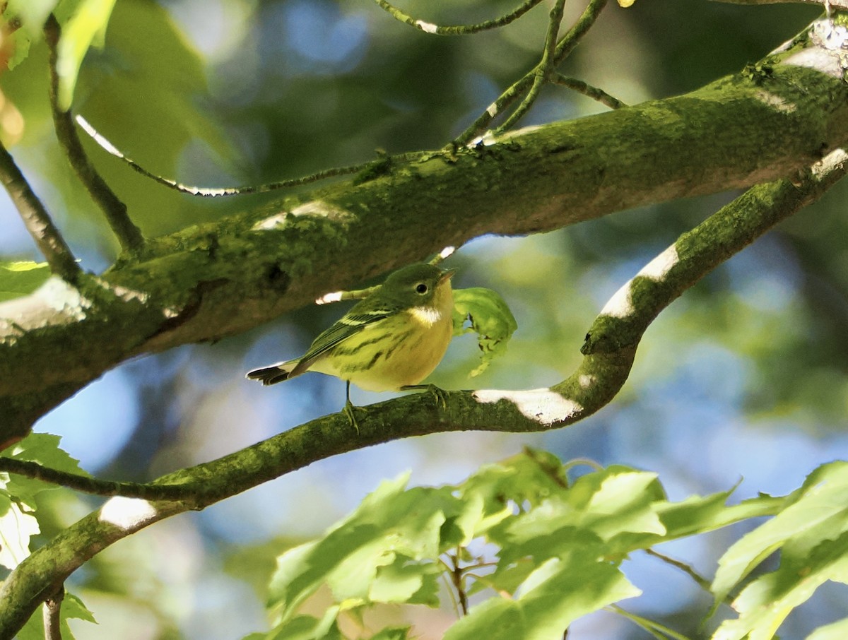 Magnolia Warbler - ML642159415