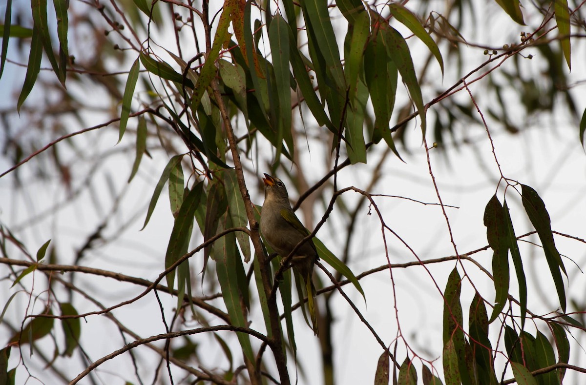 serraspurv - ML642159419