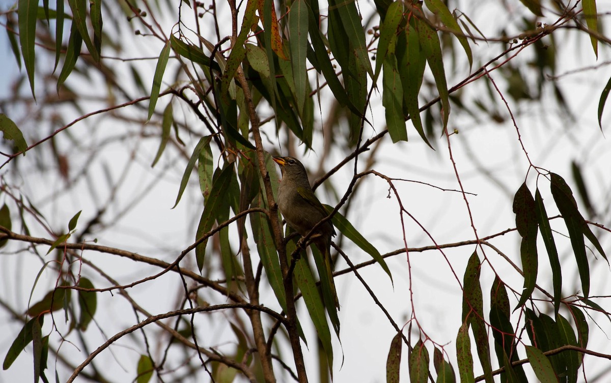 serraspurv - ML642159420