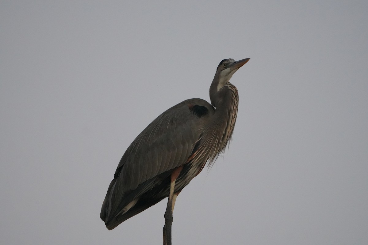 Great Blue Heron - ML642159422