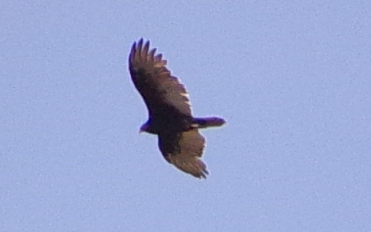 Urubu à tête rouge - ML642159423