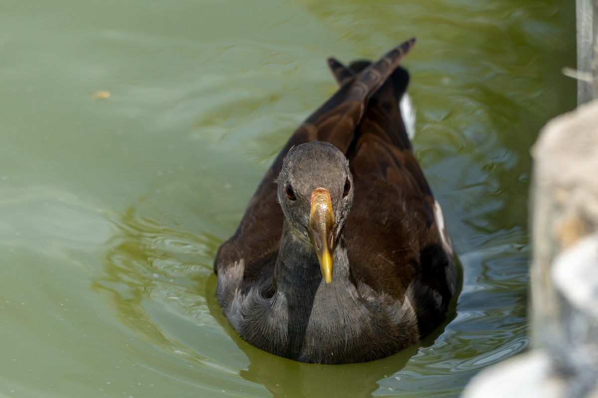 Gallinule poule-d'eau - ML642159426