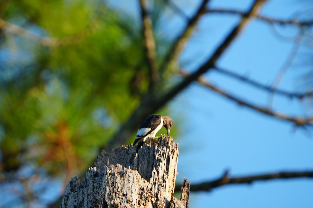Red-headed Woodpecker - ML642159443