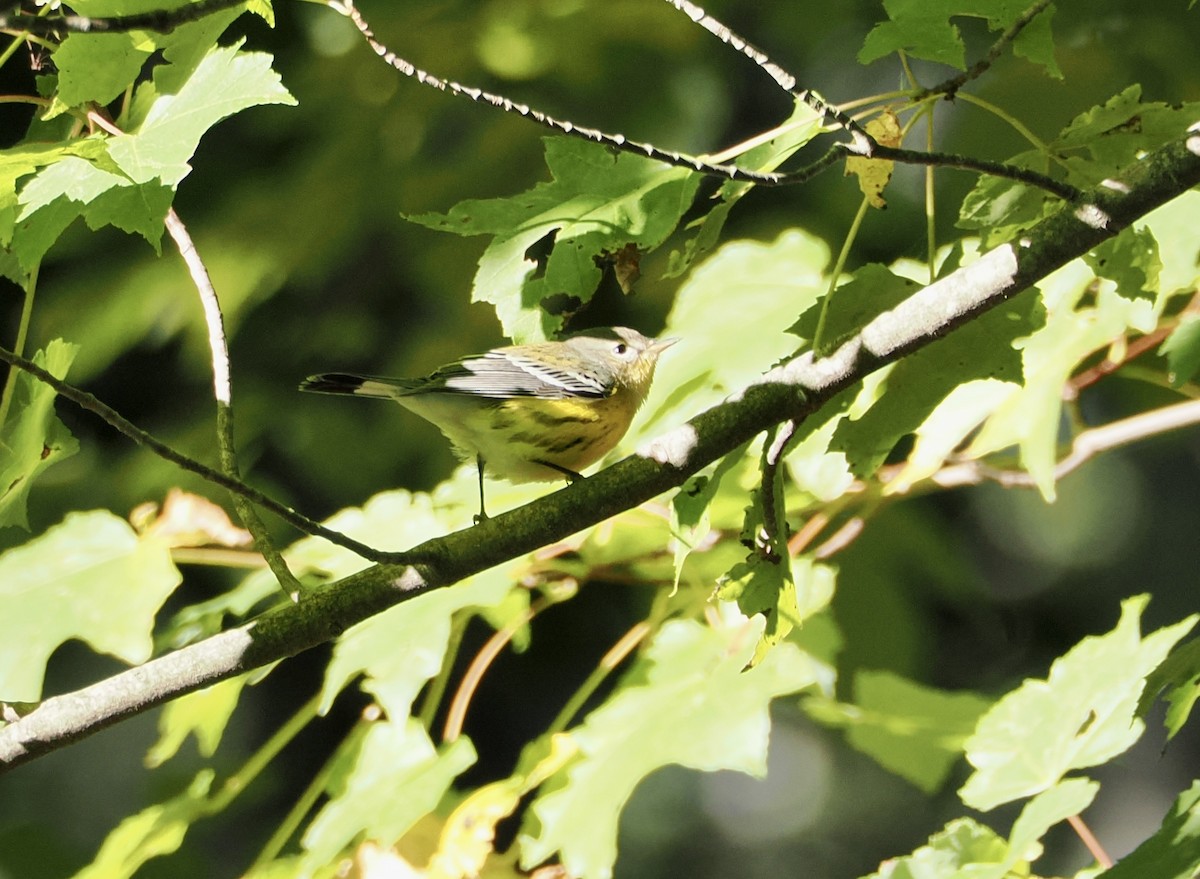 Magnolia Warbler - ML642159467