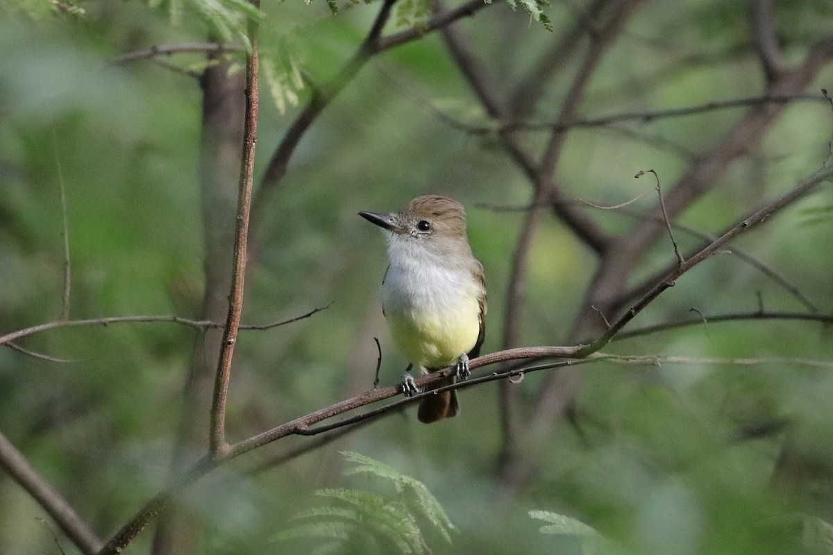 Brown-crested Flycatcher - ML642159481