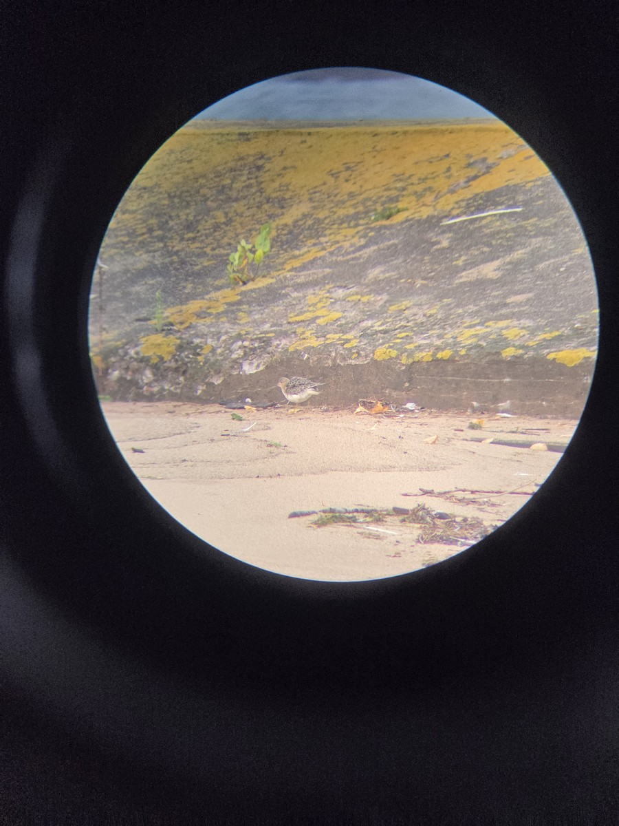 Buff-breasted Sandpiper - ML642159483