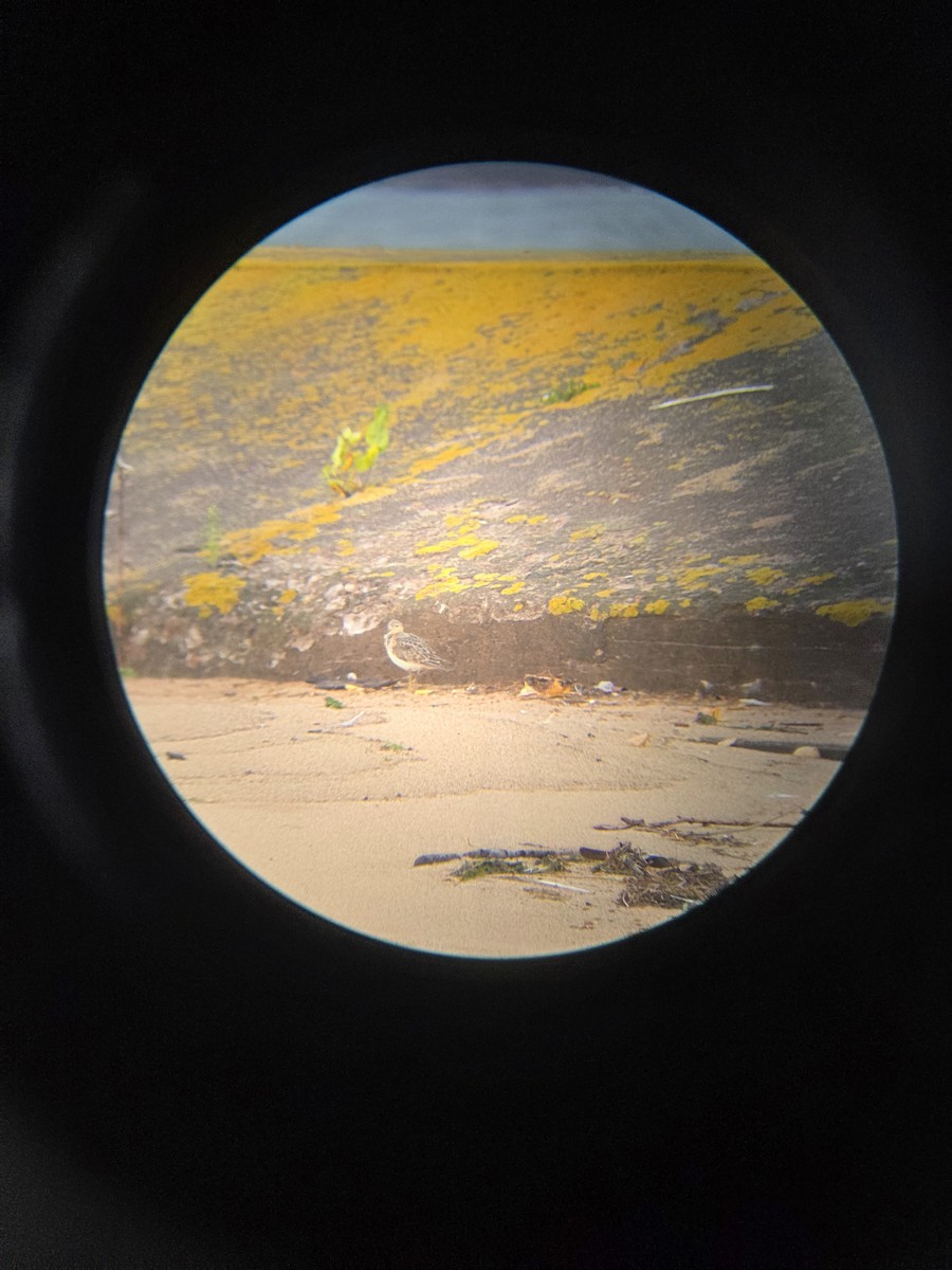 Buff-breasted Sandpiper - ML642159489