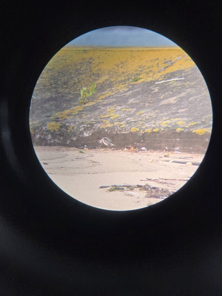 Buff-breasted Sandpiper - ML642159490