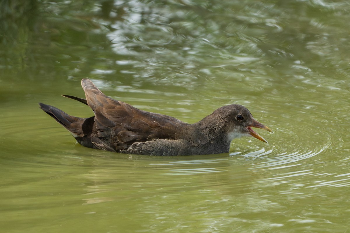 Gallinule poule-d'eau - ML642159491