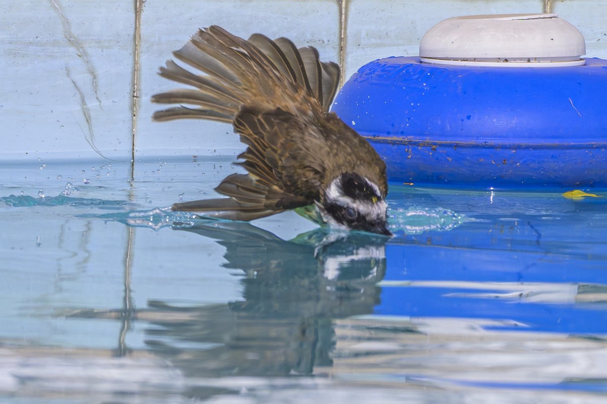 Great Kiskadee - ML642159500