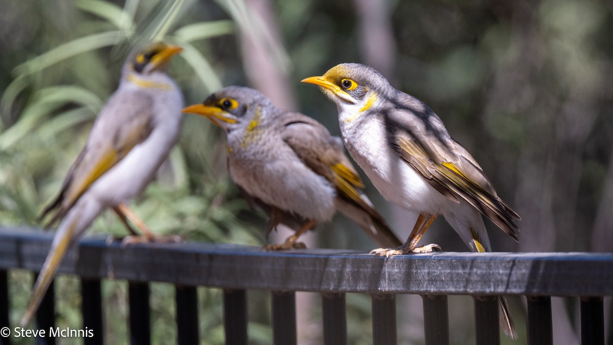Yellow-throated Miner - ML642159520
