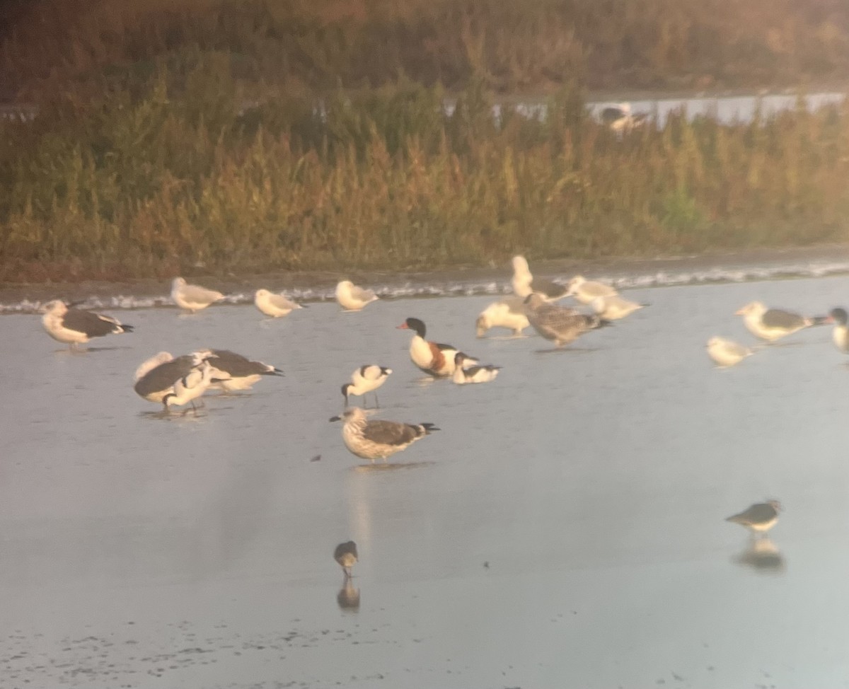 Yellow-legged Gull - Steve Patmore
