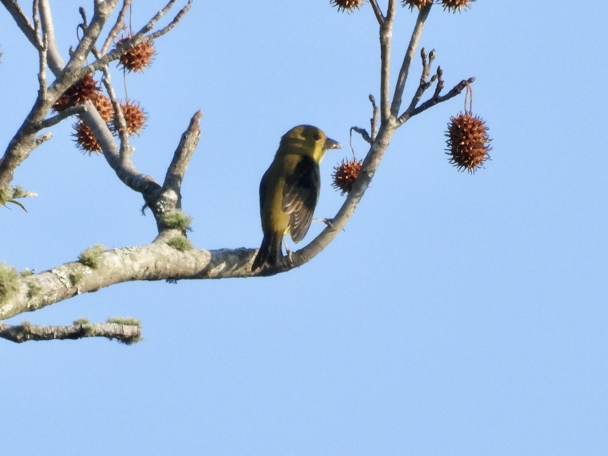Scarlet Tanager - ML642159549