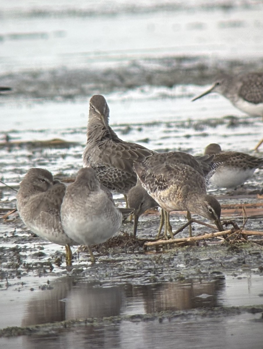 Long-billed Dowitcher - ML642159559