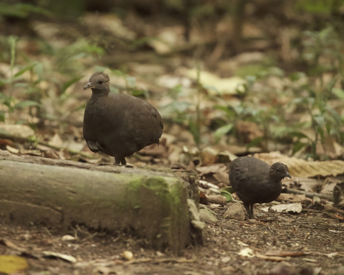 Cinereous Tinamou - ML642159567