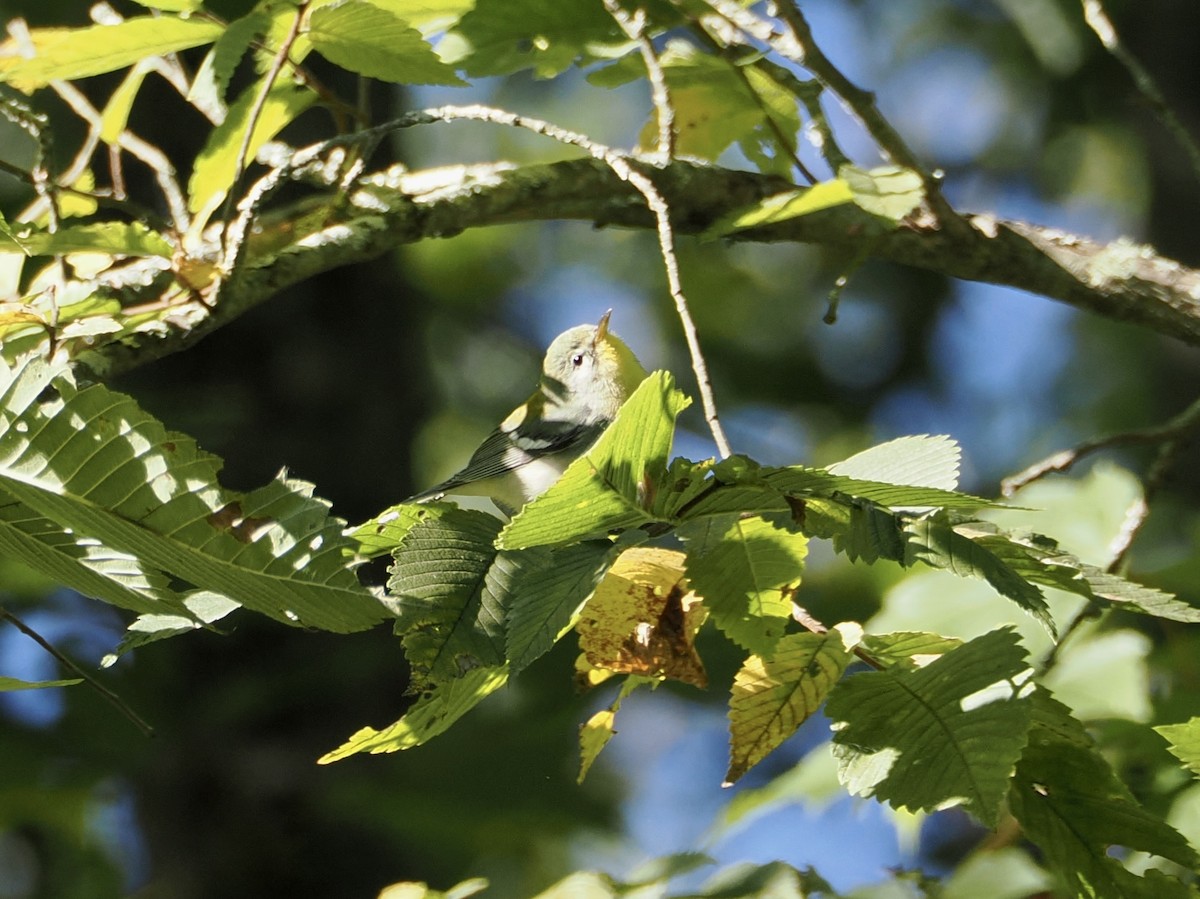 Northern Parula - ML642159570