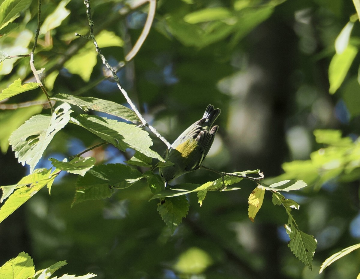 Northern Parula - ML642159571