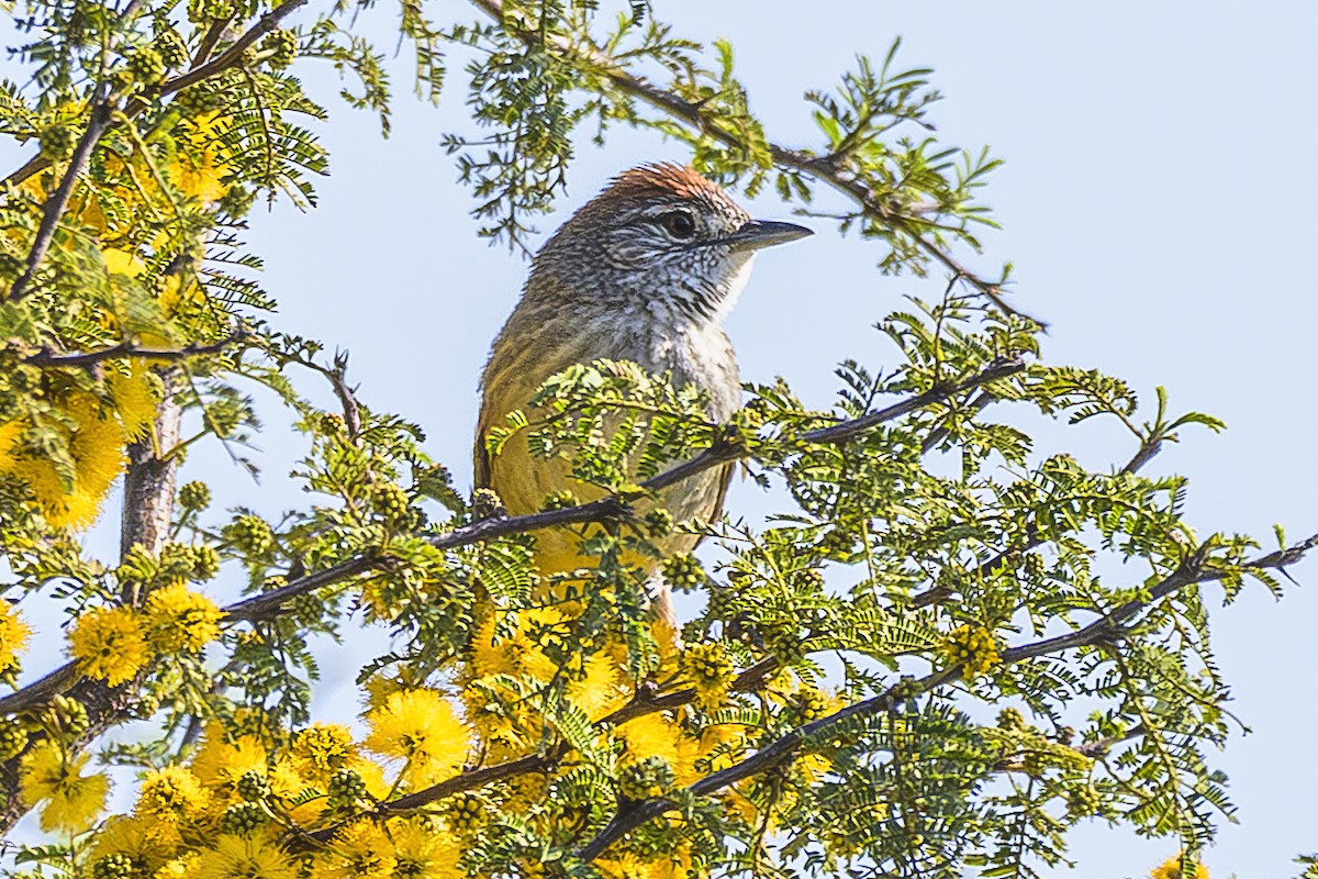 Pale-breasted Spinetail - ML642159592