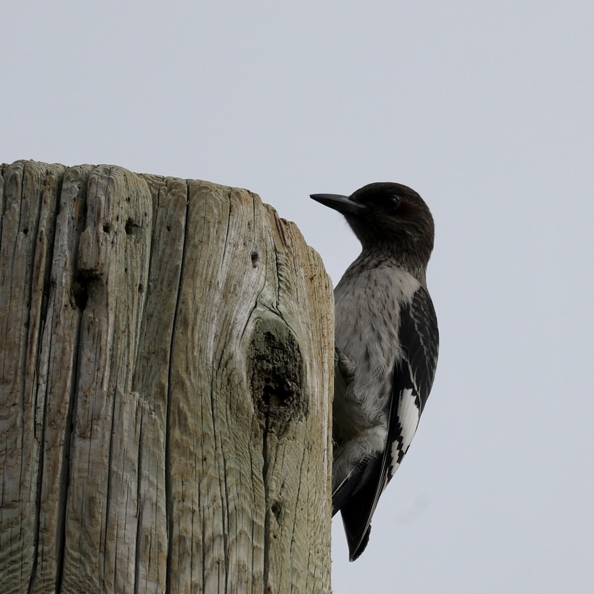 Red-headed Woodpecker - ML642159604