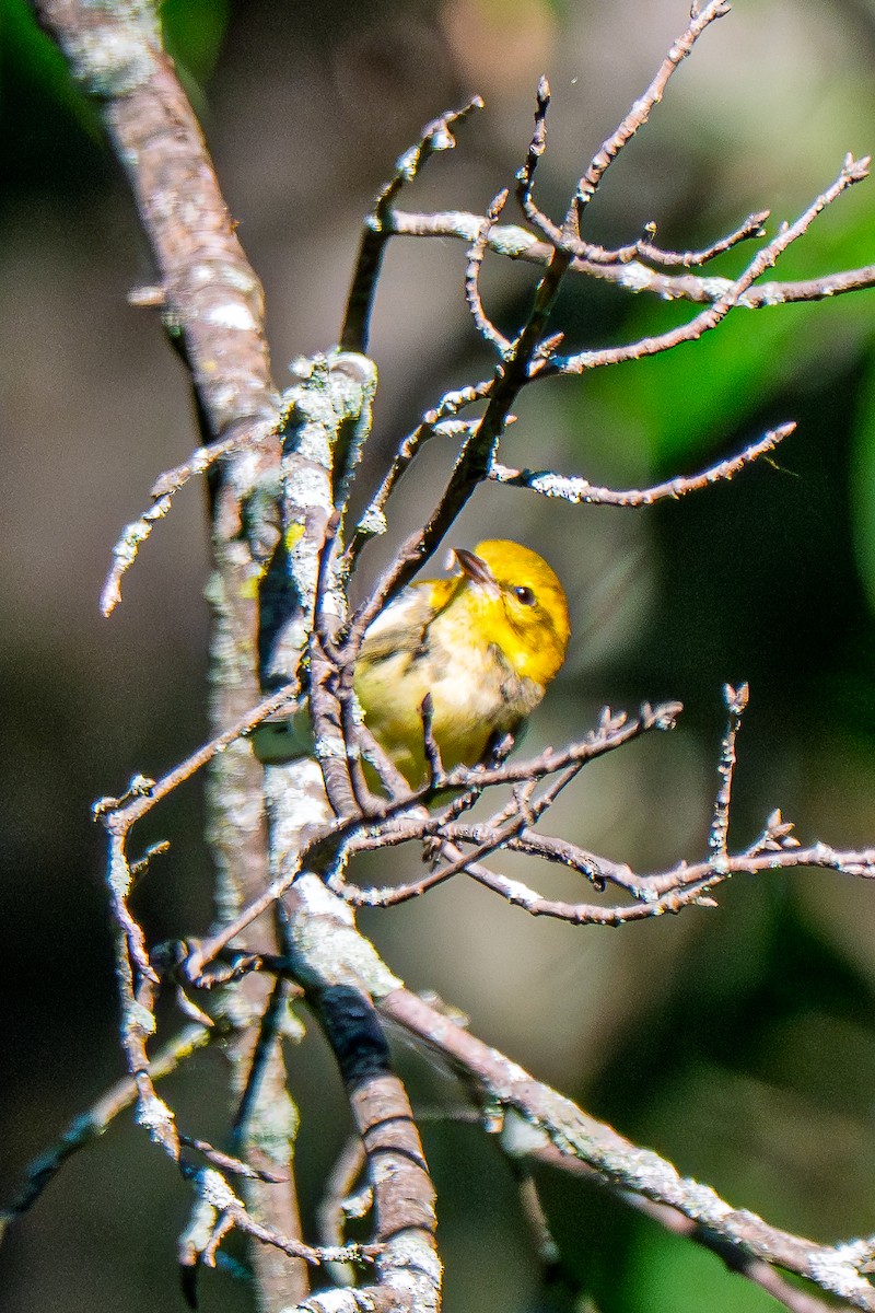 Black-throated Green Warbler - ML642159612