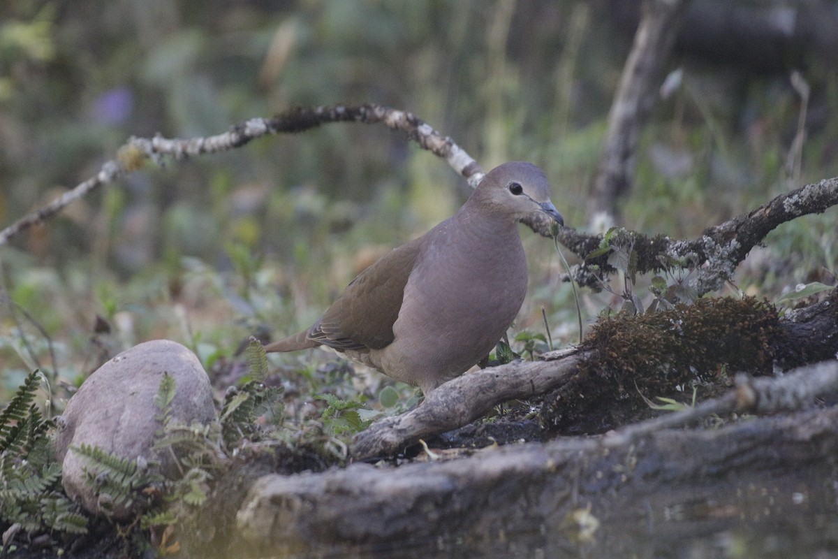 Large-tailed Dove - ML642159621