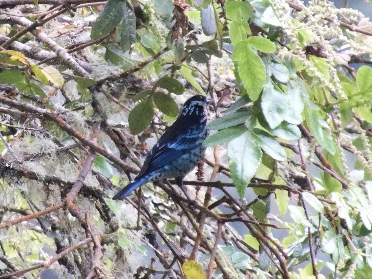 Beryl-spangled Tanager - ML642159632