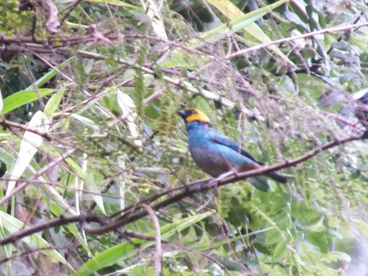 Saffron-crowned Tanager - ML642159644