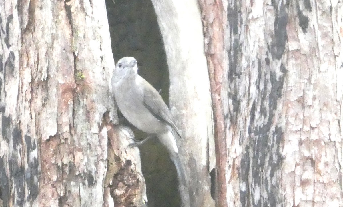 Gray Shrikethrush - ML642159646