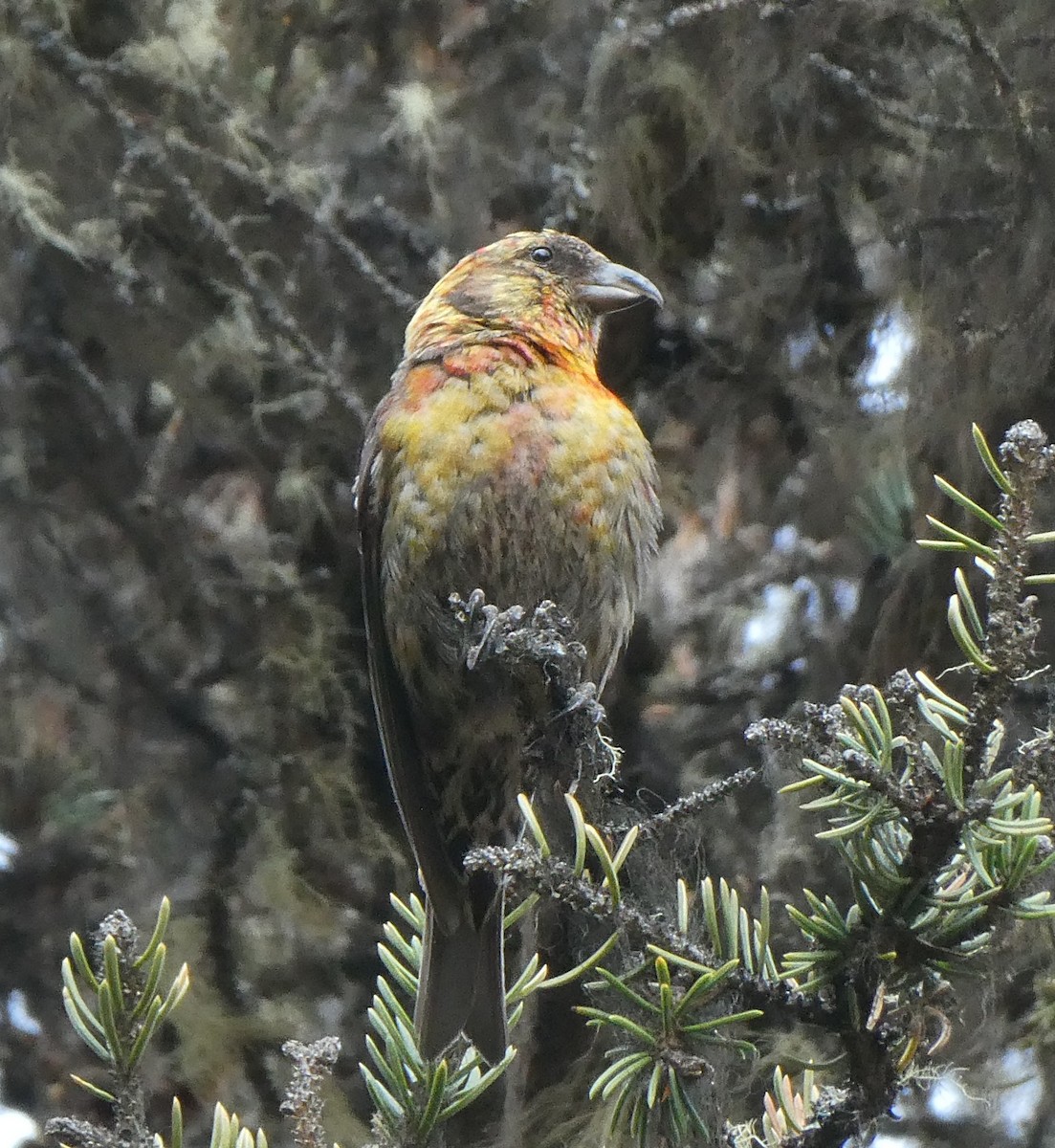 båndkorsnebb (leucoptera) - ML642159648