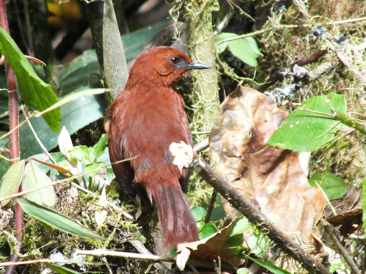 Rufous Spinetail - ML642159650
