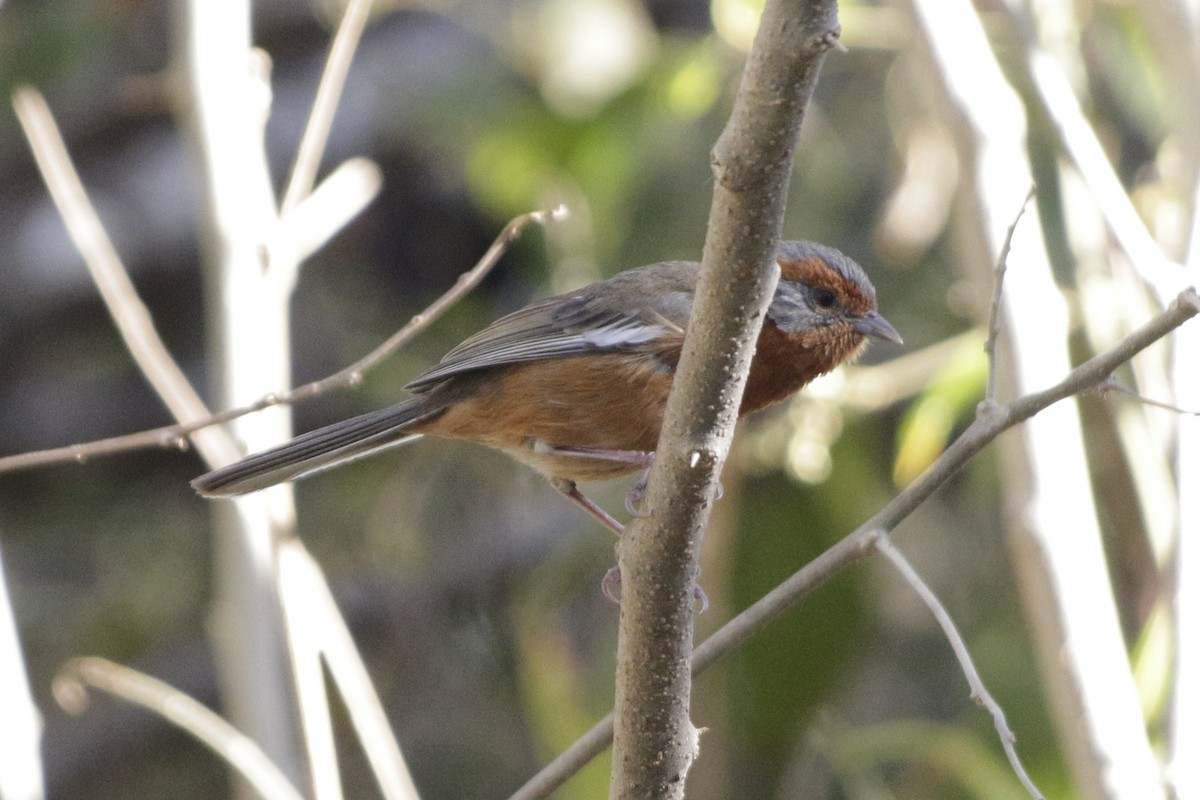 Rusty-browed Warbling Finch - ML642159656