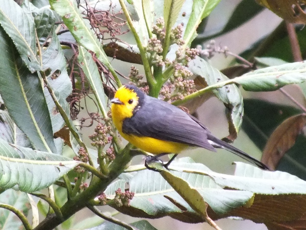 Golden-fronted Redstart - ML642159667