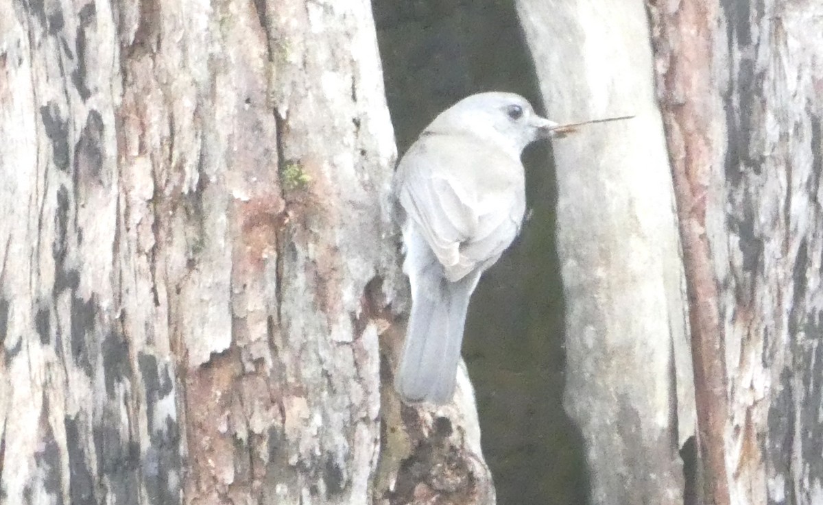 Gray Shrikethrush - ML642159696