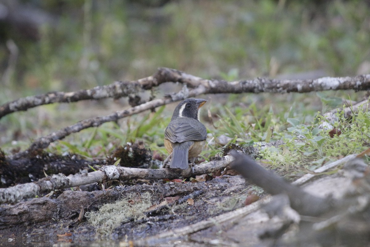 Golden-billed Saltator - ML642159705