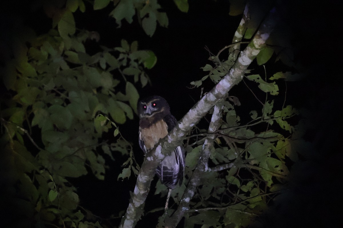 Tawny-browed Owl - ML642159706