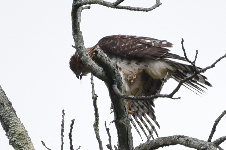 Cooper's Hawk - ML642159730