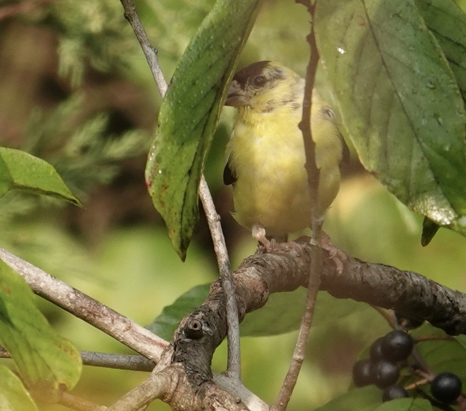 American Goldfinch - ML642159742