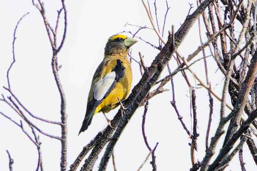 Evening Grosbeak - ML642159748