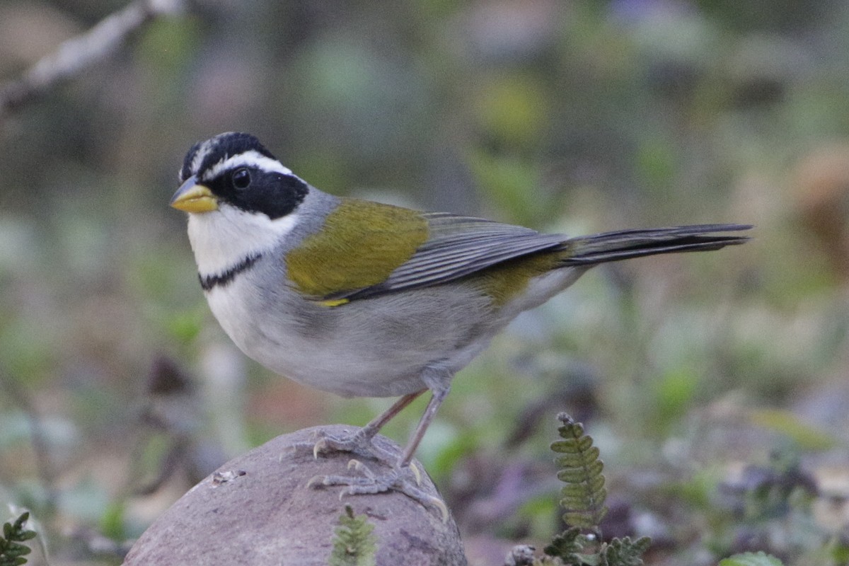 Moss-backed Sparrow - ML642159767