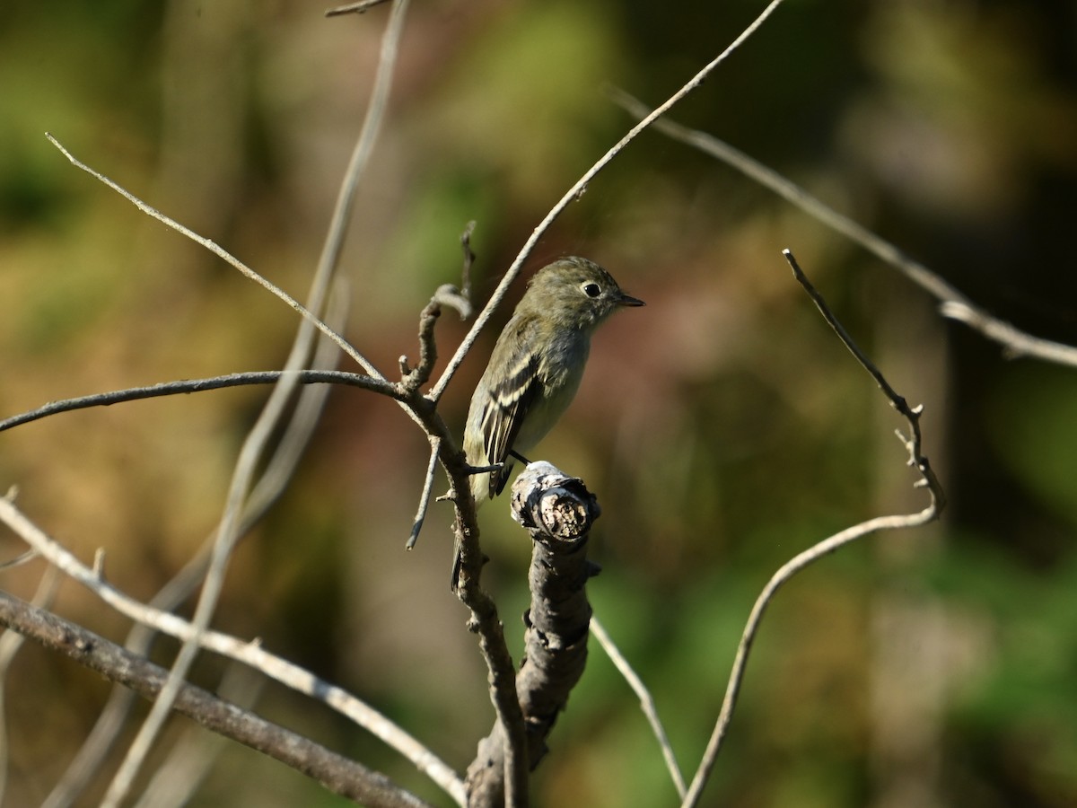 Least Flycatcher - ML642159774