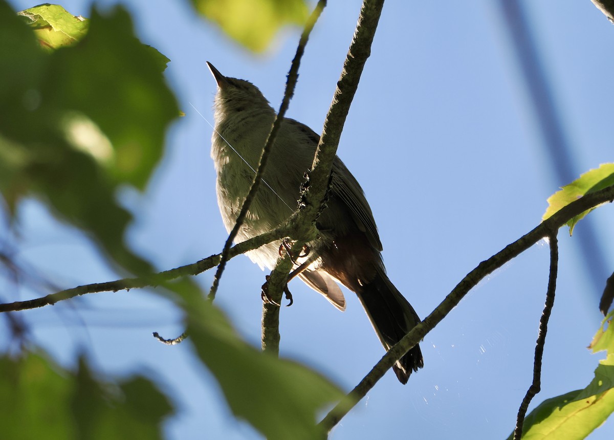 Gray Catbird - ML642159775