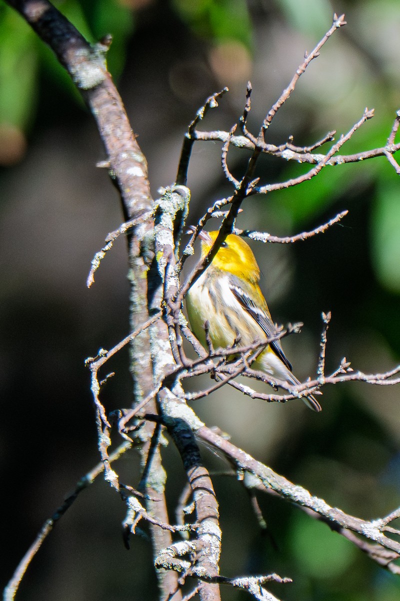 Black-throated Green Warbler - ML642159776