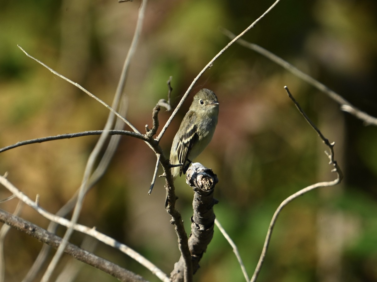 Least Flycatcher - ML642159784