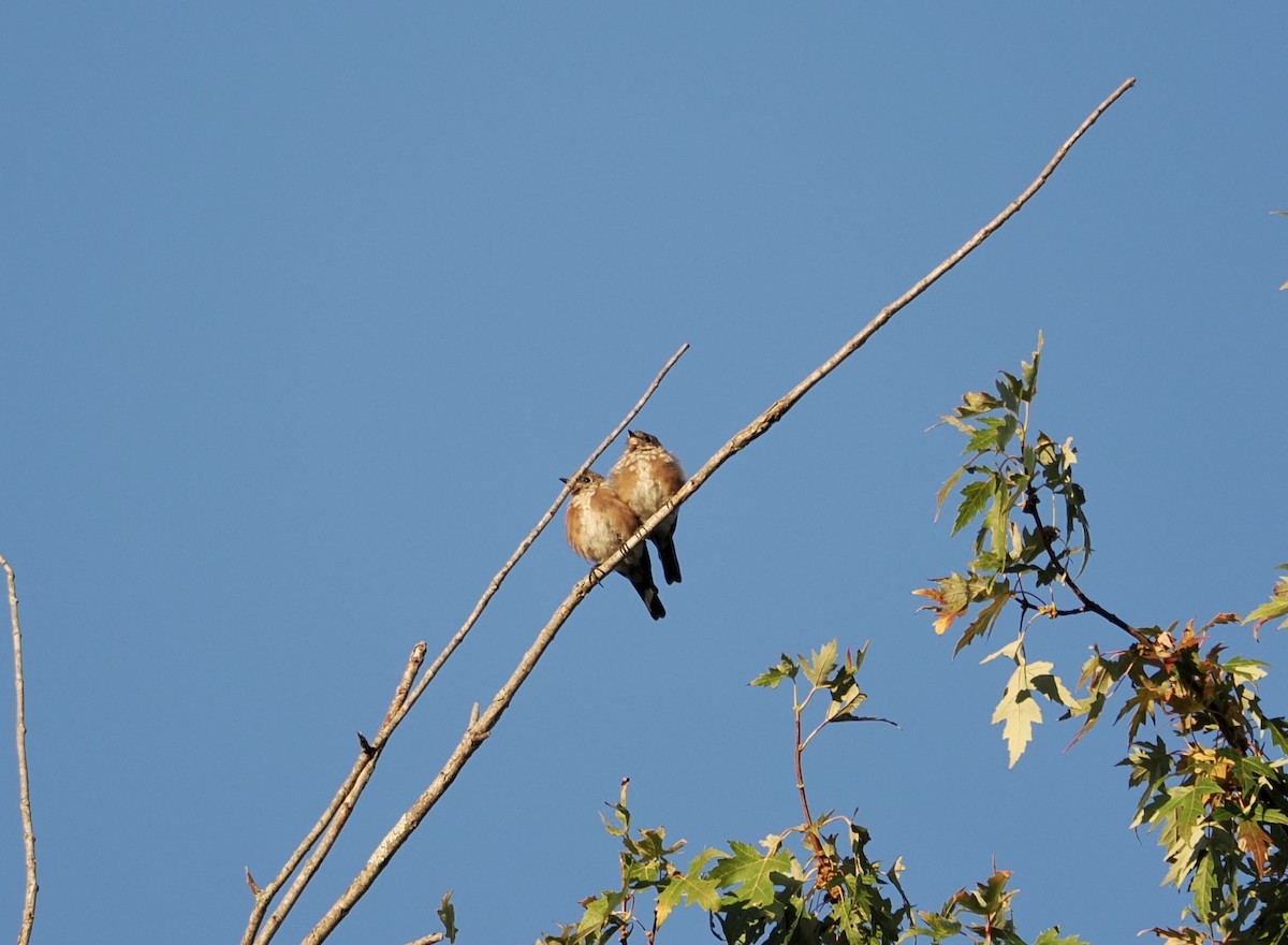 Eastern Bluebird - ML642159787