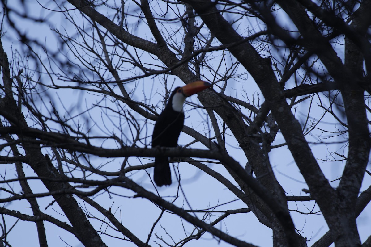 Toco Toucan - ML642159806