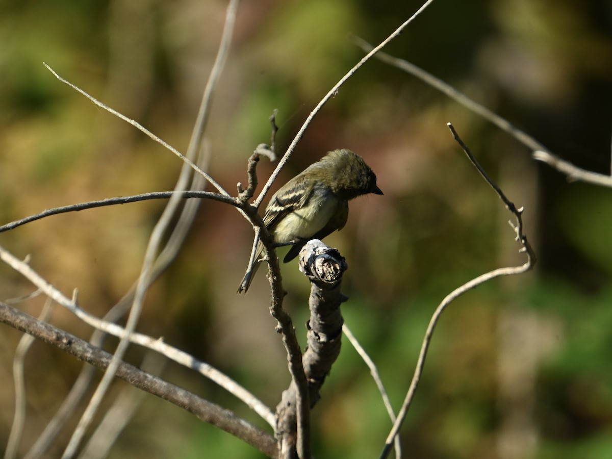 Least Flycatcher - ML642159815