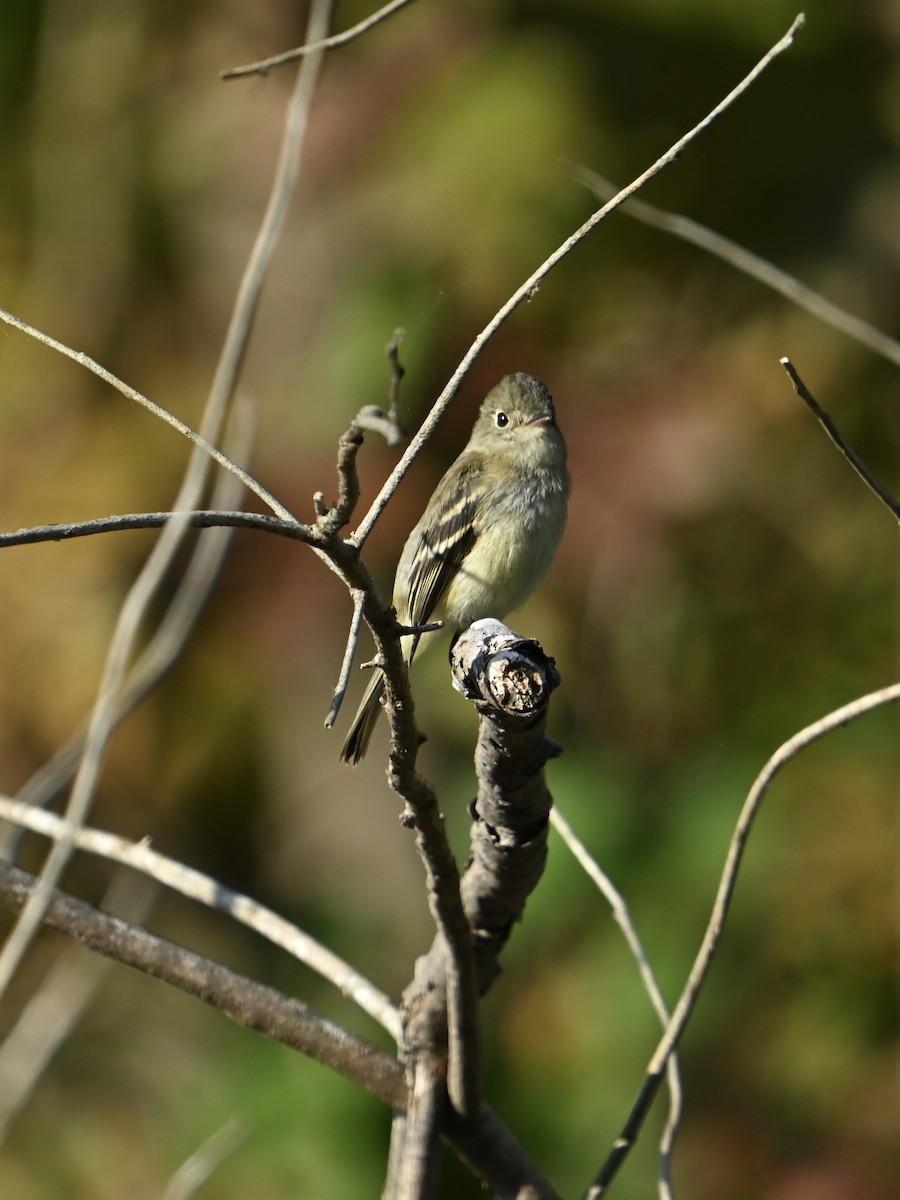Least Flycatcher - ML642159824