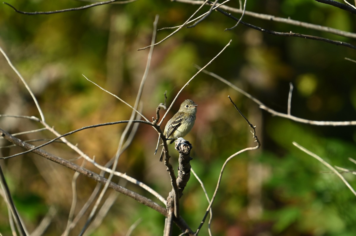 Least Flycatcher - ML642159829