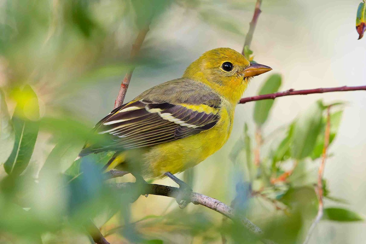 Western Tanager - ML642159836