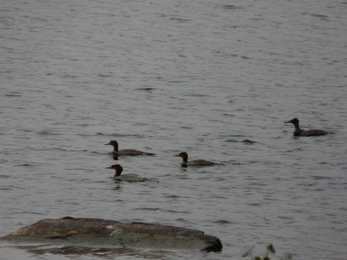 Red-breasted Merganser - ML642159846